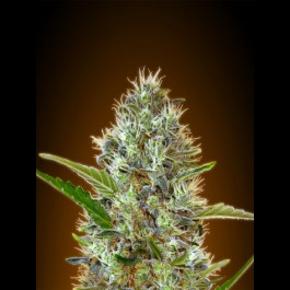 Auto Somango - Autoflowering Somango