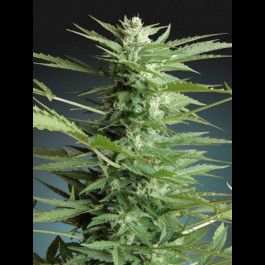 Auto Sweet Dwarf