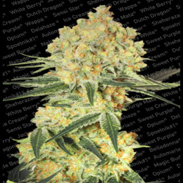 Auto Wappa Paradise Seeds