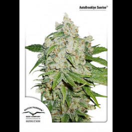 AutoBrooklyn Sunrise Dutch Passion