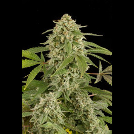 White Widow Autoflowering