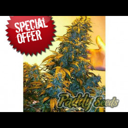 AK seeds cheap