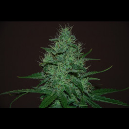 Autoflowering Amnesia Haze