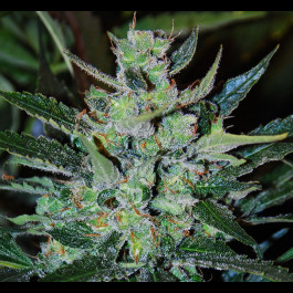 Autoflowering Jack Herer