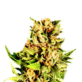 Banana Strawberry Auto