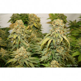 Banana Blaze 