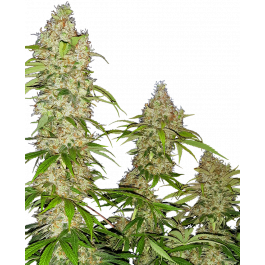Banana Kush Cake