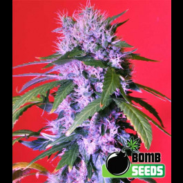 Berry bomb Bomb seeds