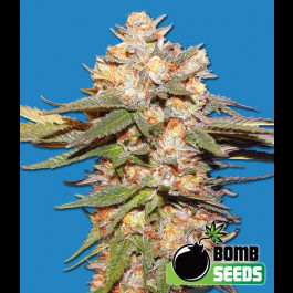 Big Bomb Auto