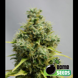 Big Bomb Bomb seeds
