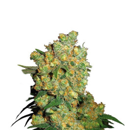 Big Bud