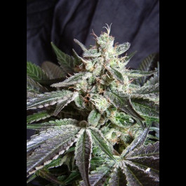 Black Jack review