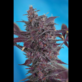 Black Cream Auto