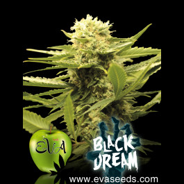Black Dream