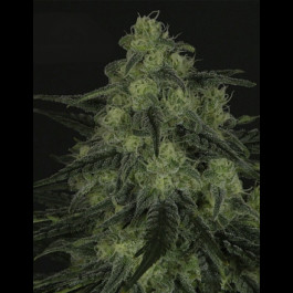 Black Valley Rippers Seeds