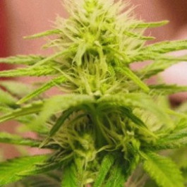 Blackberry feminized Nirvana seeds