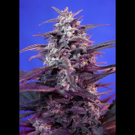 Bloody Skunk Auto