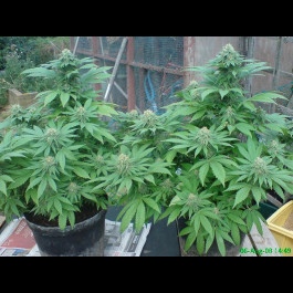 Blue Cheese Autoflowering Bulk Seeds