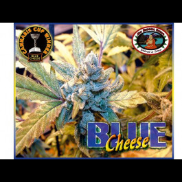 Blue Cheese Feminized