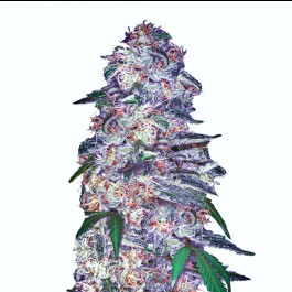 blue dream