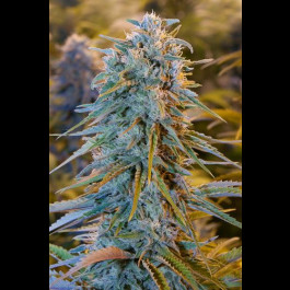 Blue Dream