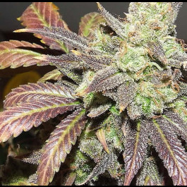 graines de Blue Cheese Autoflo