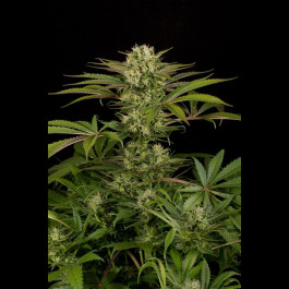 blue cheese seeds