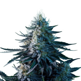 Blue dream auto