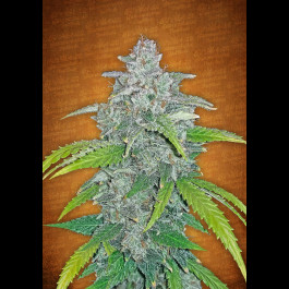 Blue Dream Matic