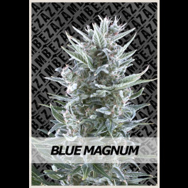 Blue Magnum Strain Zambeza Seeds