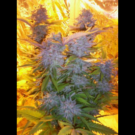 Blue Mammoth Autoflowering weed