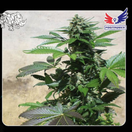 Blue Rhino