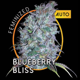 Blueberry Bliss Auto
