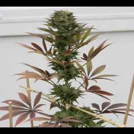 Blueberry Bulk seeds