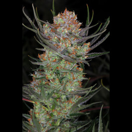 Brian Berry Cough