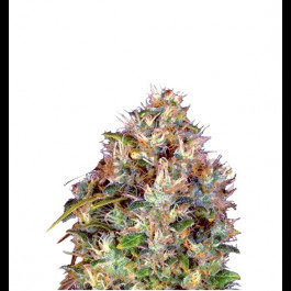 Bubba Kush 