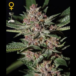 Bubba Kush