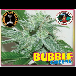 Bubble Cheese seeds