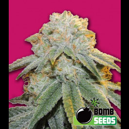Bubble Bomb Bomb Seeds