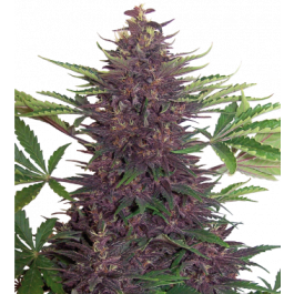 Buddha Purple Kush