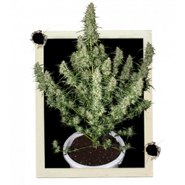 Buddha-seeds-Magnum