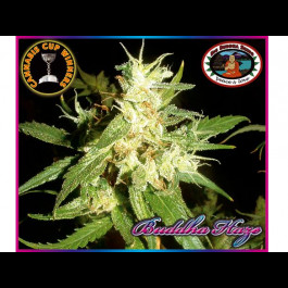 Buddha Haze Feminized