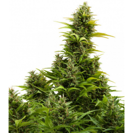 MediKit Auto