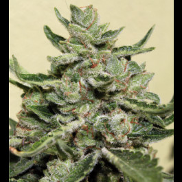 Buddha seeds White Dwarf 