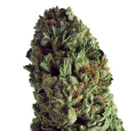 BudZilla