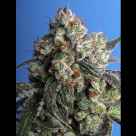 Burmese Kush