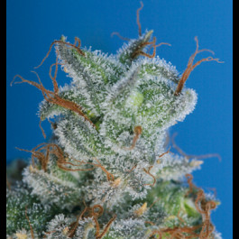 Burmese Kush