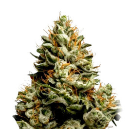 CBD