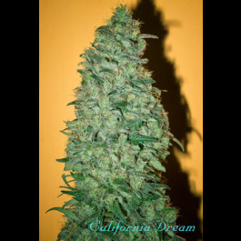 California Dream Mandala Seeds
