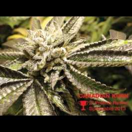 Canadian Kush
